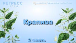 145 #Крапива  (оператор Татьяна, #телепат Андрей) #регрессивный_гипноз #подсознание #психология