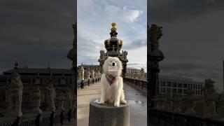 My dog has a question for you ️ #samoyed #puppy #dog #doglover #dresden