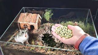 ABBIAMO PIANTATO I PISELLI NELL’HAMSTERIUM