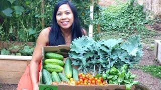 Bountiful Harvest In Our Organic Garden! Pacific Northwest