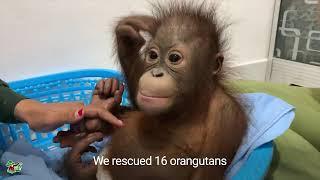 Borneo Orangutan Survival Foundation: 2022 Highlights