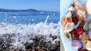 The Olympic Peninsula - an Excellent SHELLING & Beach-combing adventure!