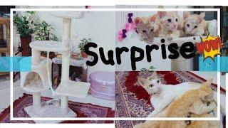 Surprise  | For Kunju and Kittens  | MJC CHANNEL