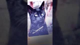 Умная кошка
