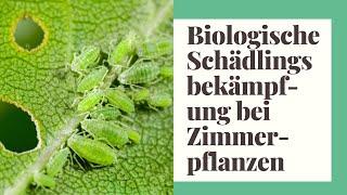 Schädlinge bei Zimmerpflanzen - Biologische Schädlingsbekämpfung