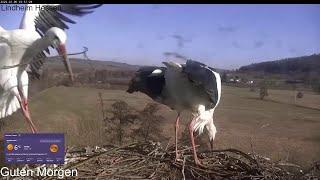 2025 03 05 Storchennest Lindheim, Guten Morgen️️️fleißig am bauen und Nachwuchs machen