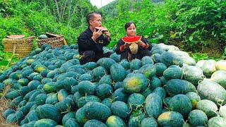 Dwarf family harvests watermelons goes to market sell - restoration garden tools in a primitive way.