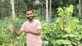 J R Mondal Nursery fruit plant nursery West Bengal chakla contact number 6295598133