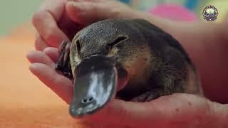 Platypus! The cutest animals on the planet