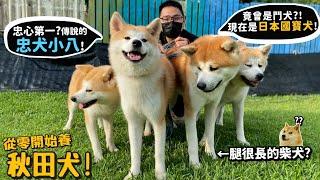 【從零開始養】秋田犬!忠心第一的狗?傳說的忠犬小八!曾是鬥犬?現在是日本國寶?【許伯簡芝】