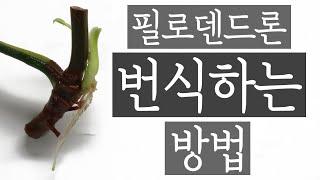 # 필로덴드론은 어떻게 번식하나요? # 필로덴드론 키우기 # 필로덴드론 번식 방법 #