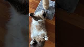 Что больше всего любят кошки 