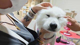 The dirty Samoye was rescued home  and Xiao Le took him to beautify him  feeling that the dog's fac