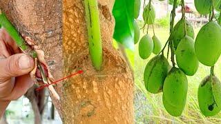 Amazing Mango Tree Grafting Technique 100% Success Results