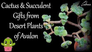 Unboxing Amazing Cactus & Succulent Gifts from Desert Plants of Avalon