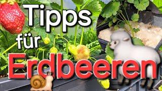 Strawberries - Cultivation - Propagation - Diseases - Pests - Harvesting and Care Tips