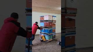 Все ульи занесли в зимовники. Пчеловодческий сезон 2023 закрыт #пасекакузьмича #алтай #bee #деревня