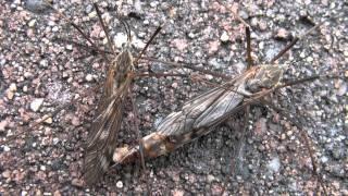 Crane Flies (Tipulidae: Tipula dorsimacula) Mating