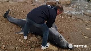 TRANI | Delfino morto in zona Spiaggia Verde: soffocato dalle buste di plastica in mare