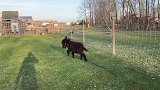 Baby donkey loves running free & hates trenches!