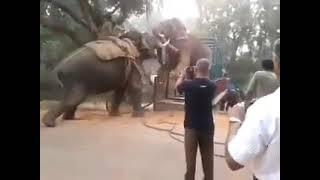 Indian elephant vs African elephant 