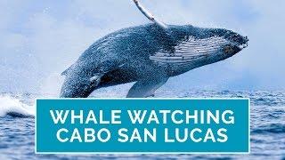 Whale Watching Cabo: Why Your Kids Will Love It