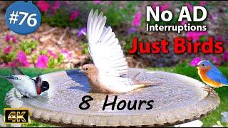 8 Hrs Uninterrupted Birdbath Video for Cats to Watch8 Hours of Birds Splashing CatTV