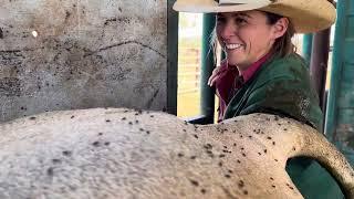 Chloe and Nick’s Excellent Brahman Adventure