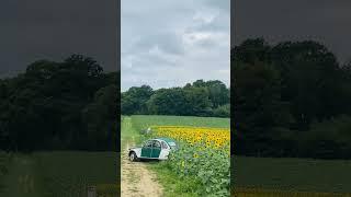 Sunflower farm | Beautiful Sunflower festival #crawley #tulleys #farm #uk