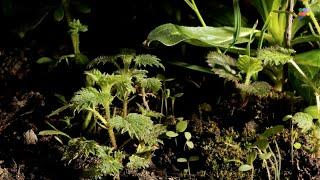 Wild Himalayan Nettle | PANGAIA