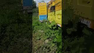 Лето2024 #карника #природа #пчелы #лето2024 #bee