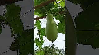 Luffa & bottle gourd