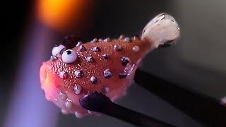 How to make a pufferfish or Fugu | The Art of Lampwork