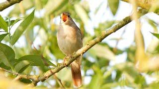 Der Gesang der Nachtigall (singing nightingale) / Nationalpark Unteres Odertal