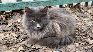 Incredibly cute gray stray cats want to eat