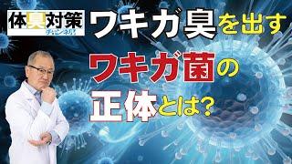 ワキガ臭をつくりだすワキガ菌の正体とワキガ臭解決ノウハウ