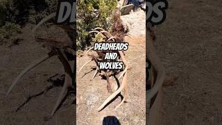 Wolves and deadheads #hiking #ytshorts #wolves #deadhead #elk #bears #walking #montana #wyoming #ski
