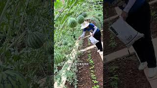 为什么我的瓜果结这么多？今天就免费给大家分享这个秘密#种植小技巧 #蔬菜种植