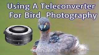 Using A Teleconverter For Bird Photography