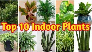 Best Amazing Indoor Plants | Top 10 Indoor Plants for Air Purification | HousePlants for Clean Air