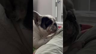 French Bulldog Breakfast Drama: George vs. Arthur #dogdad #shorts