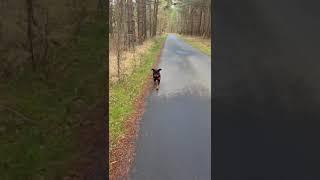 Kleiner Rottweiler, große Abenteuer! Akira erkundet den Wald.