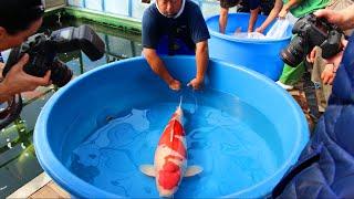 Jumbo Koi fish Harvest - Marudo Koi Farm