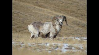 Редкие кадры,Алтайский горный баран Архар/Аргали.  Argali. Altai Republic. Siberia.