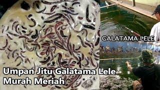 UMPAN JITU GALATAMA LELE STRIKE BABON 6,4 KG MENGGUNAKAN CACING BUMBU