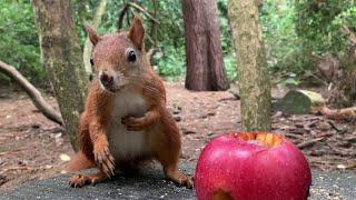 Eichhörnchen Entertainment - Der Nuss Apfel 3  | Squirrel Entertainment - The Nut Apple 3 