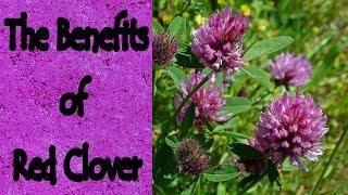 The Benefits of Red Clover (Trifolium Pratense)