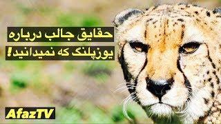 حقایق جالب درباره یوزپلنگ ها که حتما نمیدانید