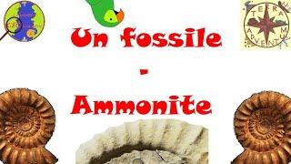 Un fossile - Les Ammonites [Minute géologique #18]