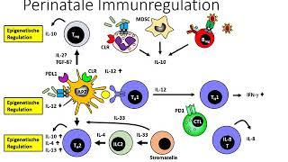 Die Entwicklung unseres Immunsystems 2